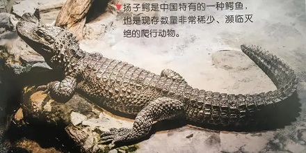 扬子鳄是雌雄同体吗？