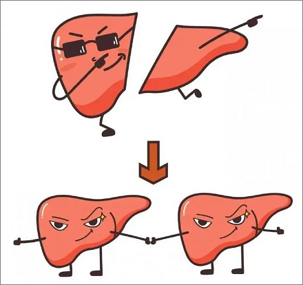 肝脏真的可以再生吗？