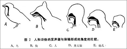 为啥只有鸟类可以模仿人类说话？