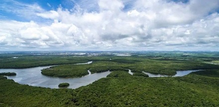 世界上哪个国家热带雨林面积最大？