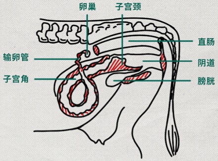 为什么给牛做人工授精，必须用手给它掏肛？