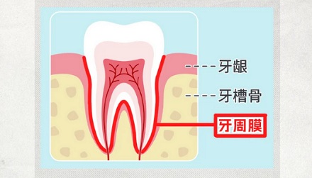 为啥摔掉的牙齿，一定要赶紧捡起来含嘴里？