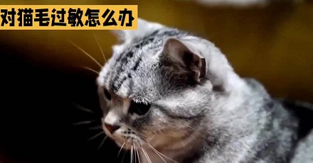 对猫过敏是由猫毛引起的吗？