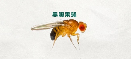 为什么澳大利亚的老版纸币上印着苍蝇？