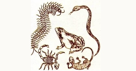 为什么壁虎没毒，却是「五毒」之一？