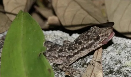 为什么壁虎没毒，却是「五毒」之一？