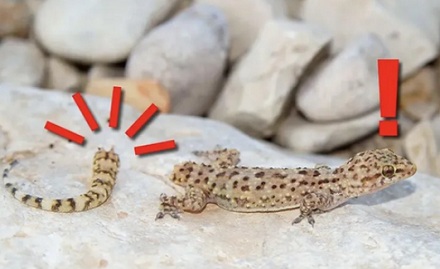 为什么壁虎没毒，却是「五毒」之一？