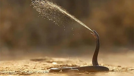 为什么有人打哈欠的时候，舌头下面会滋出小水珠？