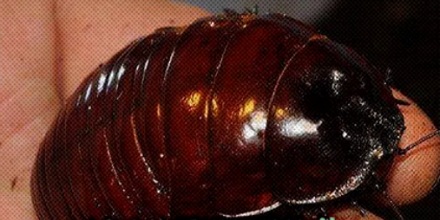 蟑螂如果和小龙虾一样大，能吃吗？