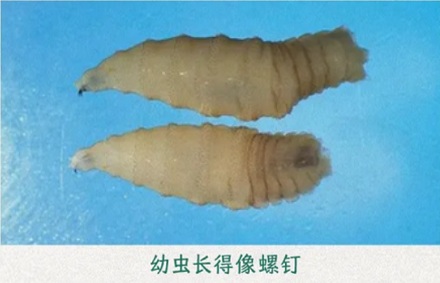 为什么美国要往墨西哥投放几十亿只苍蝇？