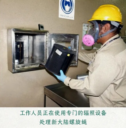 为什么美国要往墨西哥投放几十亿只苍蝇？