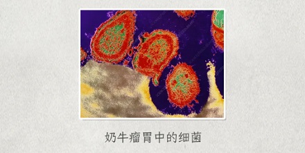 为什么牛光吃草就能长腱子肉人就不行？