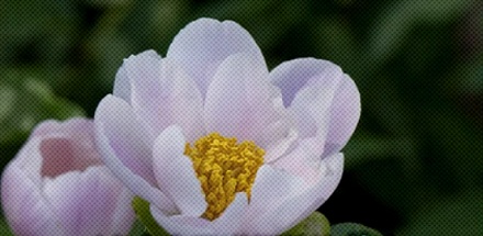 已经开花的芍药为什么必须放进冰箱里?