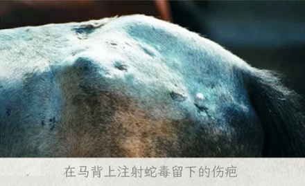 抗蛇毒的血清,为什么只能从马身上抽取?
