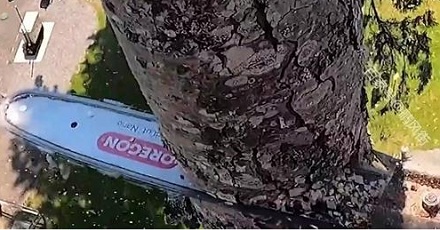 为什么砍树要吧上树一截一截砍,而不是从底部开始砍树?