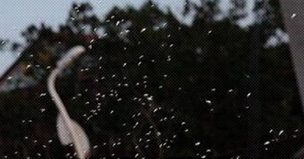 为什么在夏天头顶总有一大团蚊子?