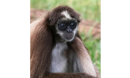 旧世界猫和新世界猫是什么东西？有什么区别？