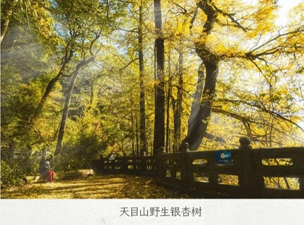 为什么满大街都是银杏树，银否却是濒危物种？