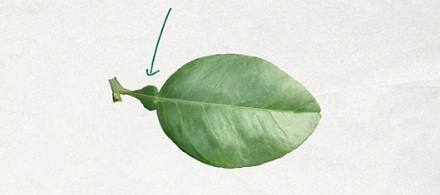 为啥柚子叶在广东被认为可以去晦气？