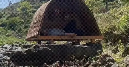 扛着竹帐篷、带着一群鸭子上山下河的到底是什么人?