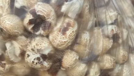 为啥小时候的爆米花，和现在影院里的爆米花长得不一样？