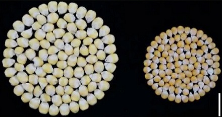 为啥小时候的爆米花，和现在影院里的爆米花长得不一样？