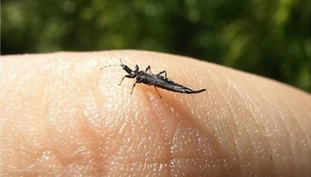 为什么说最近要少穿黄、绿、银灰色的衣服出门？