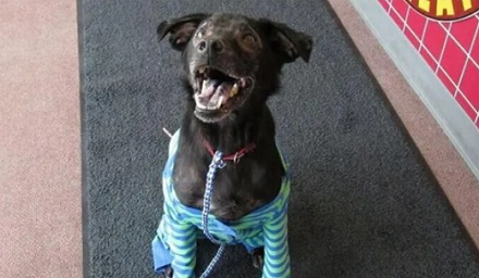 动物会对人类过敏吗？