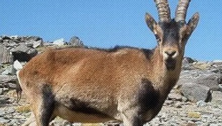 为什么会有动物灭绝了两次？