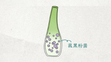 为什么茭白被美国禁止进口了？