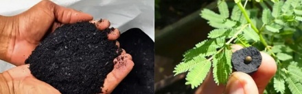 肯尼亚人为什么要在全国到处扔黑色小球？