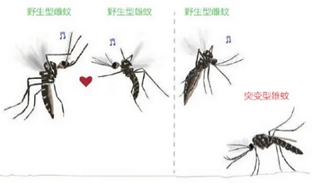 雌蚊子靠拍打翅膀的声音吸引雄性，那耳聋的雄蚊子怎么办？
