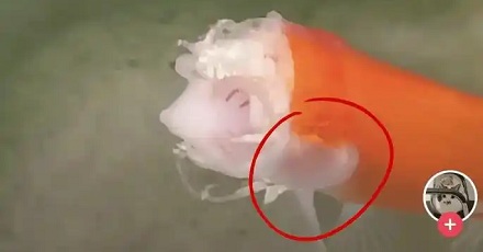 为啥金鱼没了头还能活两周，人却不行？