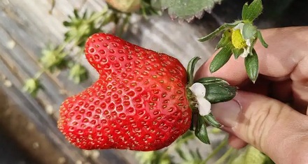 奇形怪状的草莓是打了药的吗？能不能吃？