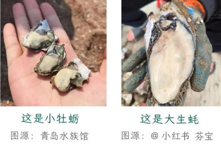 明明长得一样，为啥一个叫牡蛎，一个叫生蚝？