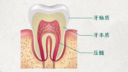 牙齿是最硬的器官，为啥遗体火化后只剩骨头，没有牙齿？