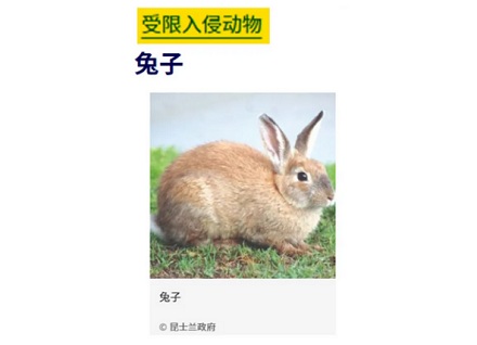 为什么在澳大利亚昆士兰养免子，要先证明自己是魔术师？