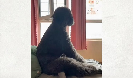 匹诺曹、米老鼠、黑猫警长……这些动画角色为什么都戴着白手套？