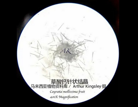 为什么在野外看到粉色的葡萄千万不要碰？