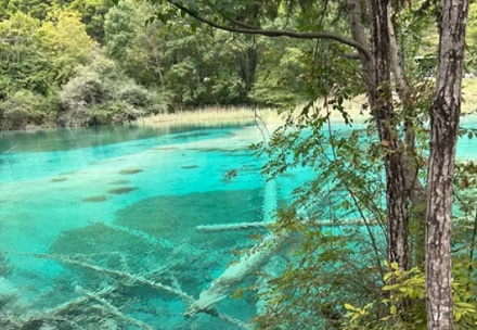 为什么九寨沟里的枯木在水里泡了几百年还没烂？这水是加了防腐剂吗？