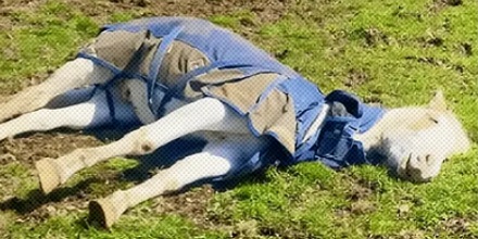 为什么马可以站着睡觉，但做梦就躺地上了？