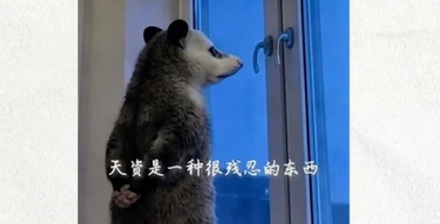 为什么普通潜鸟成了恐怖电影里的御用「声优」？