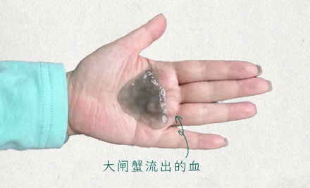 蒸熟的螃蟹冒出的「白色固体」是什么？能吃吗？