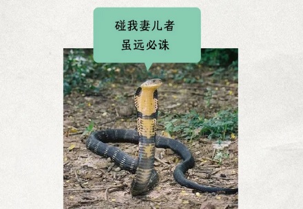 为啥爬山时见到树叶堆，千万别随便碰？