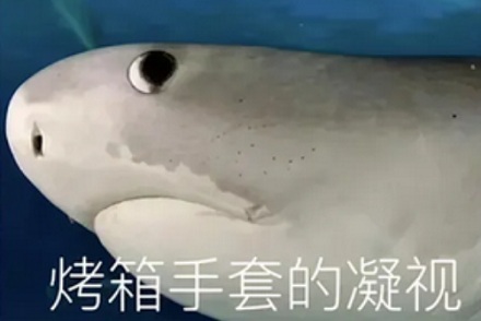鲨鱼进入攻击状态时，为什么还要朝猎物翻个白眼？