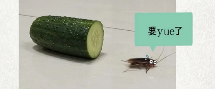 为什么黄瓜可以用来驱赶蟑螂？