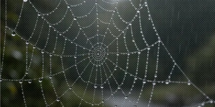 为什么在雨天，蜘蛛会把自己织的网吃了？