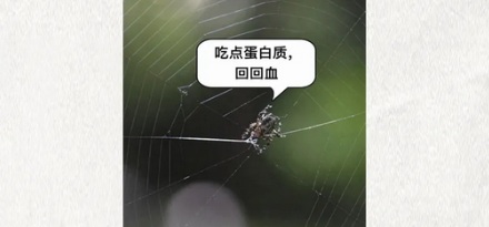 为什么在雨天，蜘蛛会把自己织的网吃了？