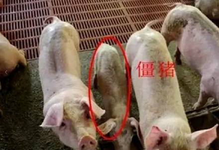 为啥以前常吃的猪尾巴，现在越来越少了？
