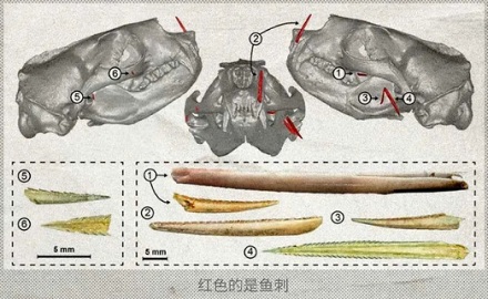 动物吃鱼会卡鱼刺吗？被卡住不会挂吗？